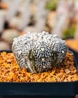 Astrophytum asterias - 'V - Type' | One & Only | F - Vivid Root