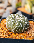 Astrophytum asterias - 'V - Type' | One & Only | G - Vivid Root