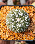Astrophytum asterias - 'V - Type' | One & Only | G - Vivid Root
