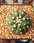 Astrophytum asterias - 'V - Type' | One & Only | H - Vivid Root