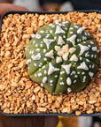 Astrophytum asterias - 'V - Type' | One & Only | I - Vivid Root