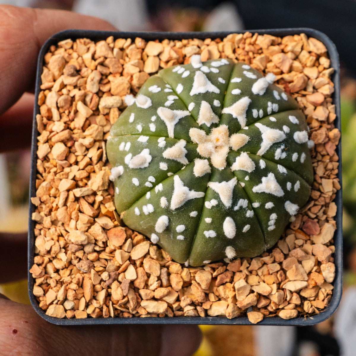 Astrophytum asterias - 'V-Type' | One & Only | I – Vivid Root