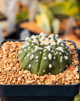 Astrophytum asterias - 'V - Type' | One & Only | I - Vivid Root