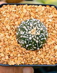 Astrophytum asterias - 'V - Type' | One & Only | J - Vivid Root