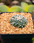 Astrophytum asterias - 'V - Type' | One & Only | J - Vivid Root