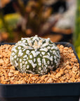 Astrophytum asterias - 'V - Type' | One & Only | K - Vivid Root