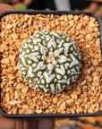 Astrophytum asterias - 'V - Type' | One & Only | K - Vivid Root