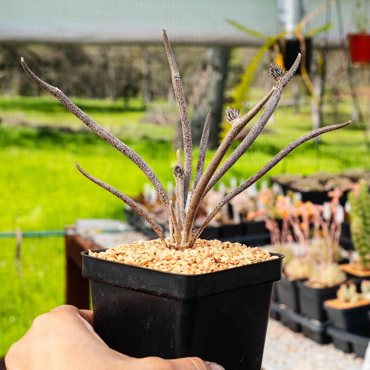 Astrophytum caput - medusae - Vivid Root