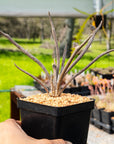 Astrophytum caput - medusae - Vivid Root