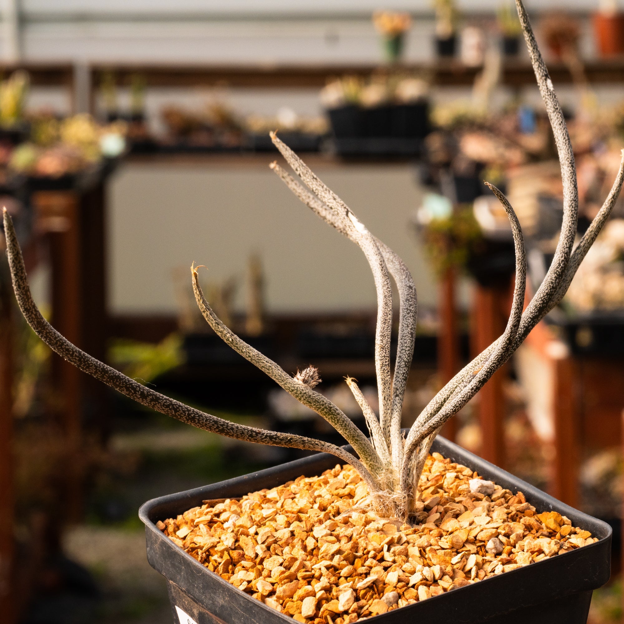 Astrophytum caput - medusae - Vivid Root