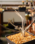 Astrophytum caput - medusae - Vivid Root