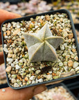 Astrophytum myriostigma v. strongylogonium/ seed grown - Bishop's Cap - Vivid Root