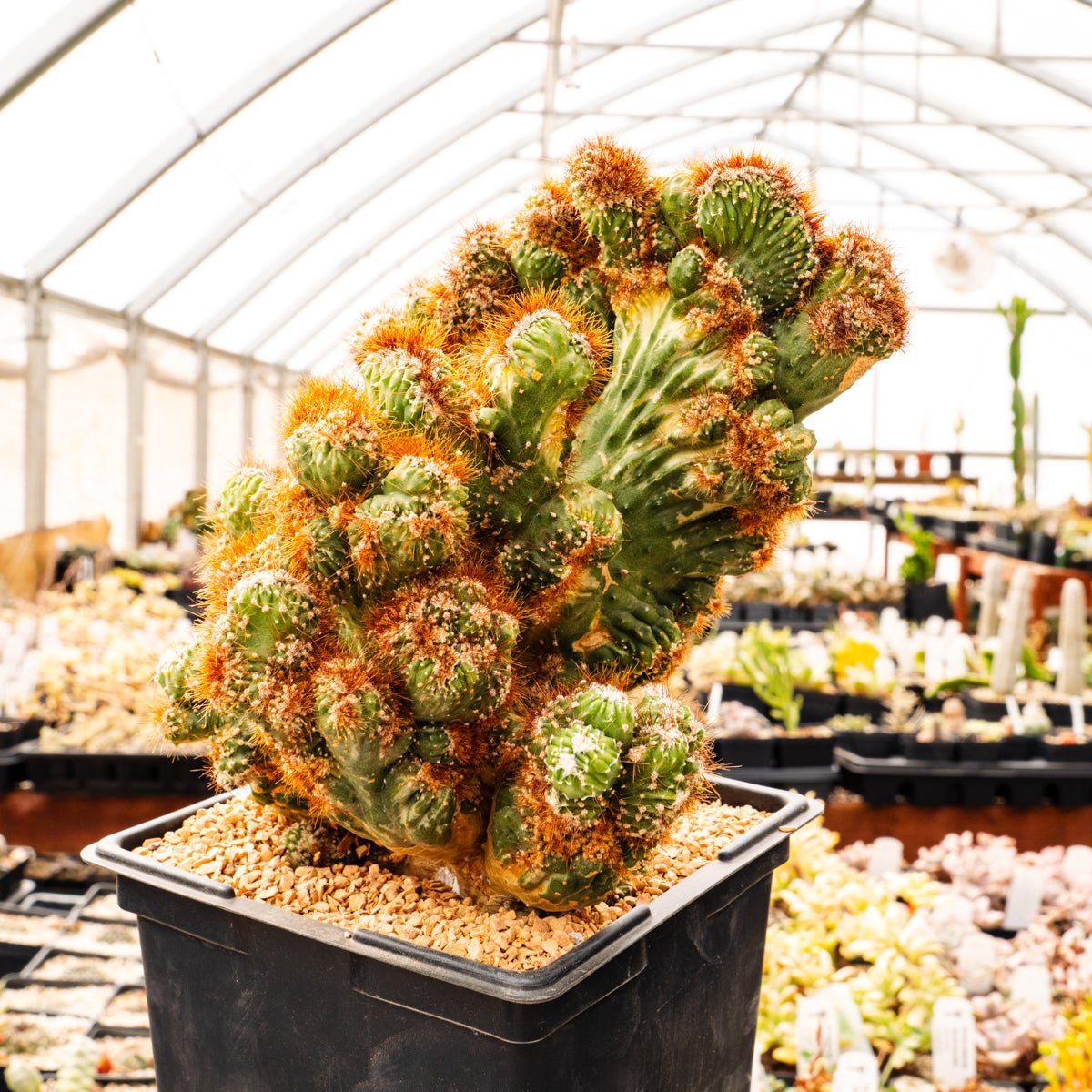 Cereus peruvianus f. monstruosa variegata | One & Only | B – Vivid