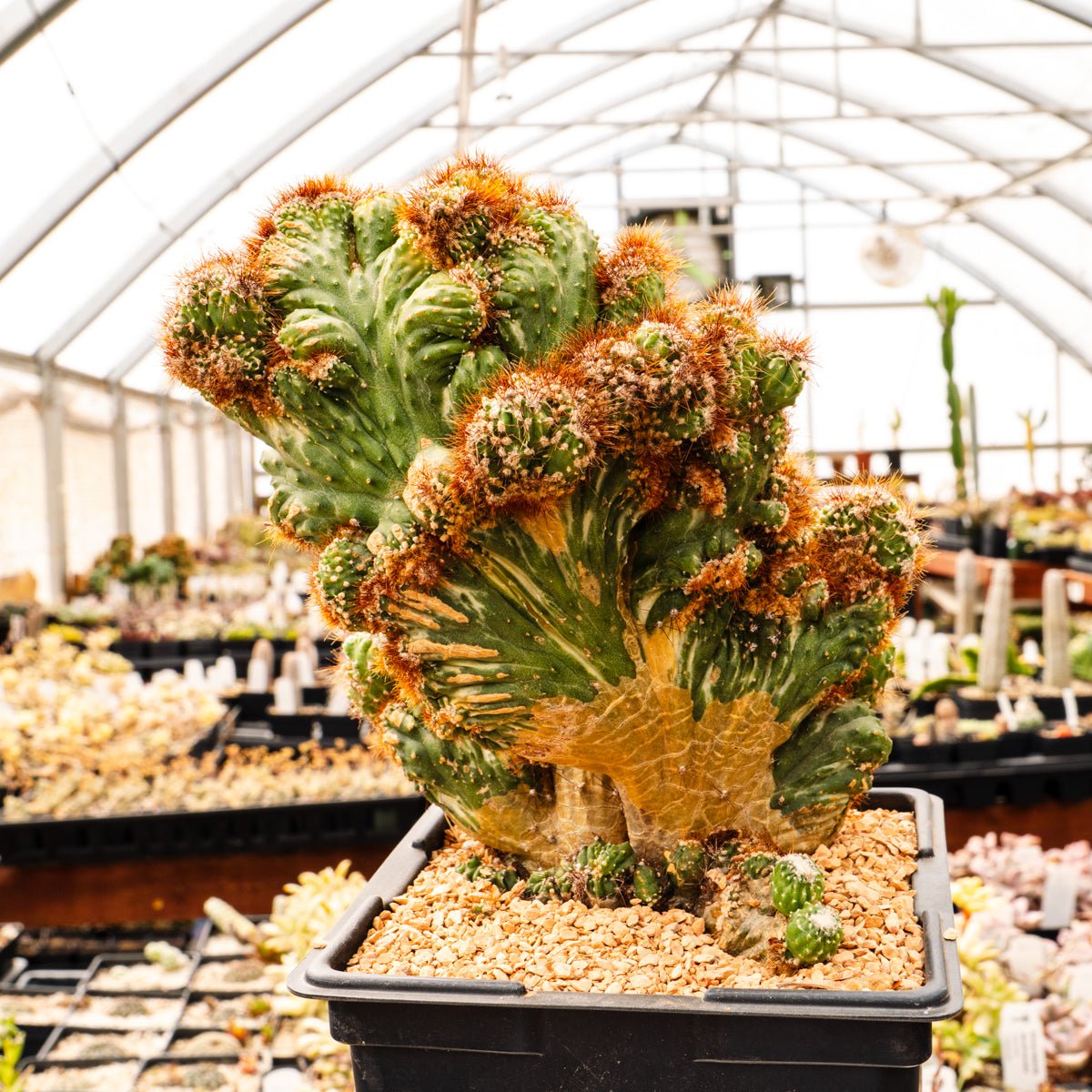 Cereus peruvianus f. monstruosa variegata | One & Only | B – Vivid