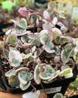 Ceropegia woodii variegated - String of Hearts - Vivid Root