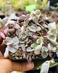 Ceropegia woodii variegated - String of Hearts - Vivid Root