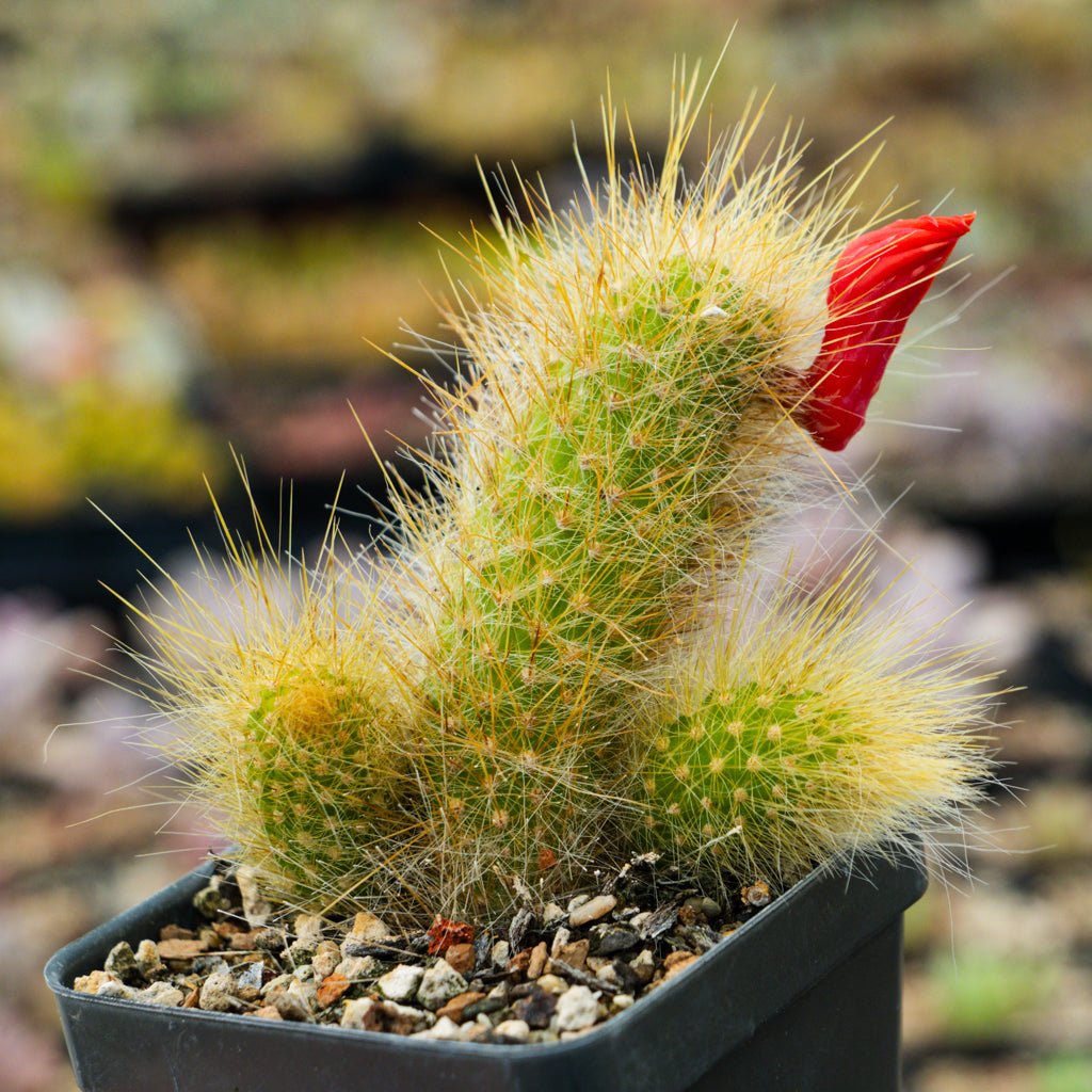 Cleistocactus Winteri - Golden Rat Tail - Vivid Root