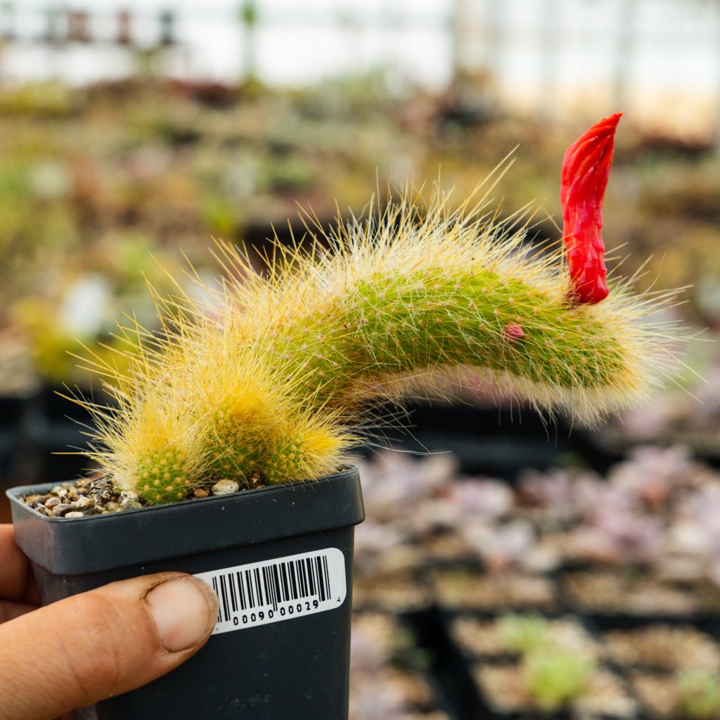 Cleistocactus Winteri - Golden Rat Tail - Vivid Root