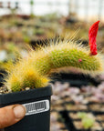 Cleistocactus Winteri - Golden Rat Tail - Vivid Root