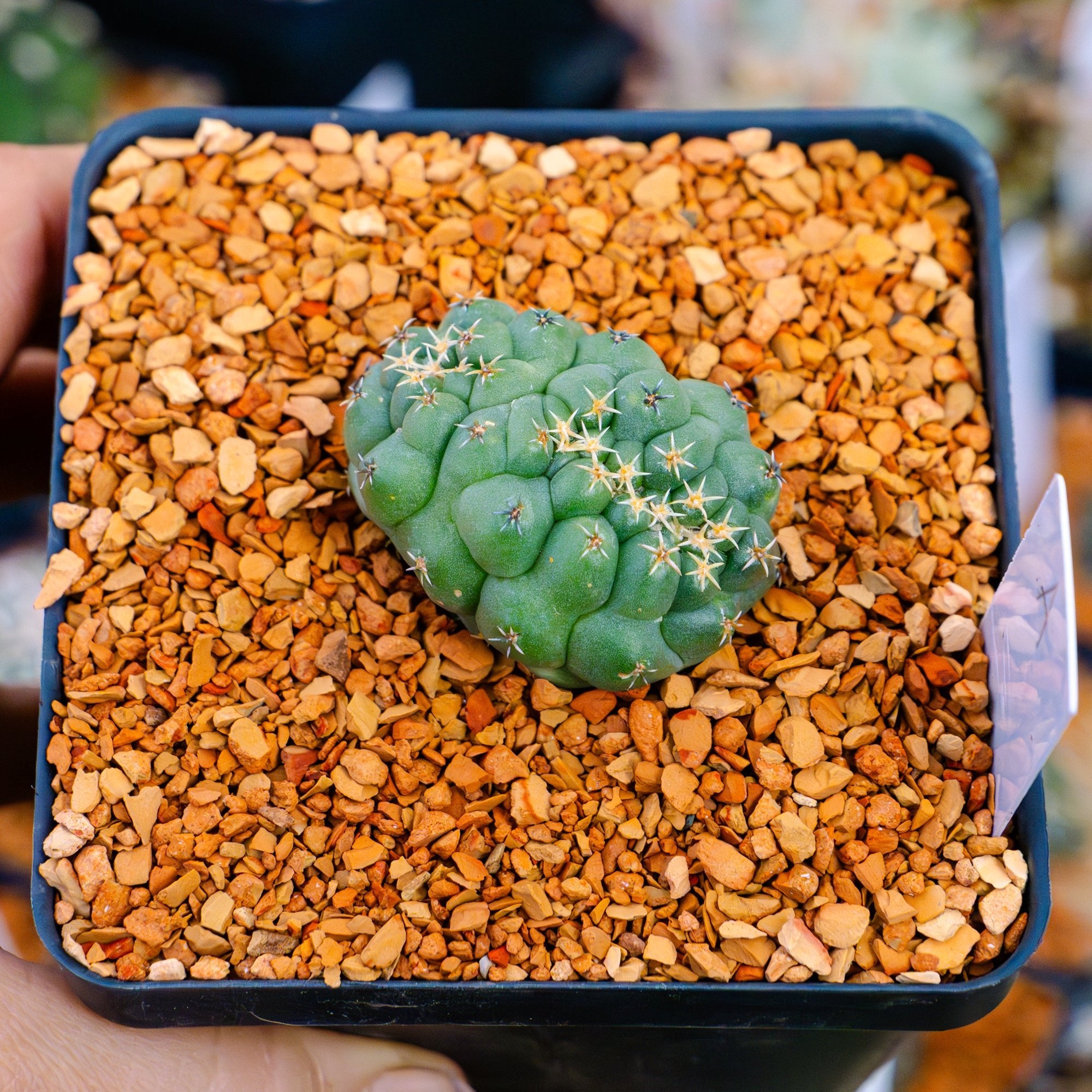 Coryphantha elephantidens f. cristata | One & Only | A - Vivid Root