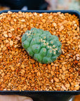 Coryphantha elephantidens f. cristata | One & Only | A - Vivid Root