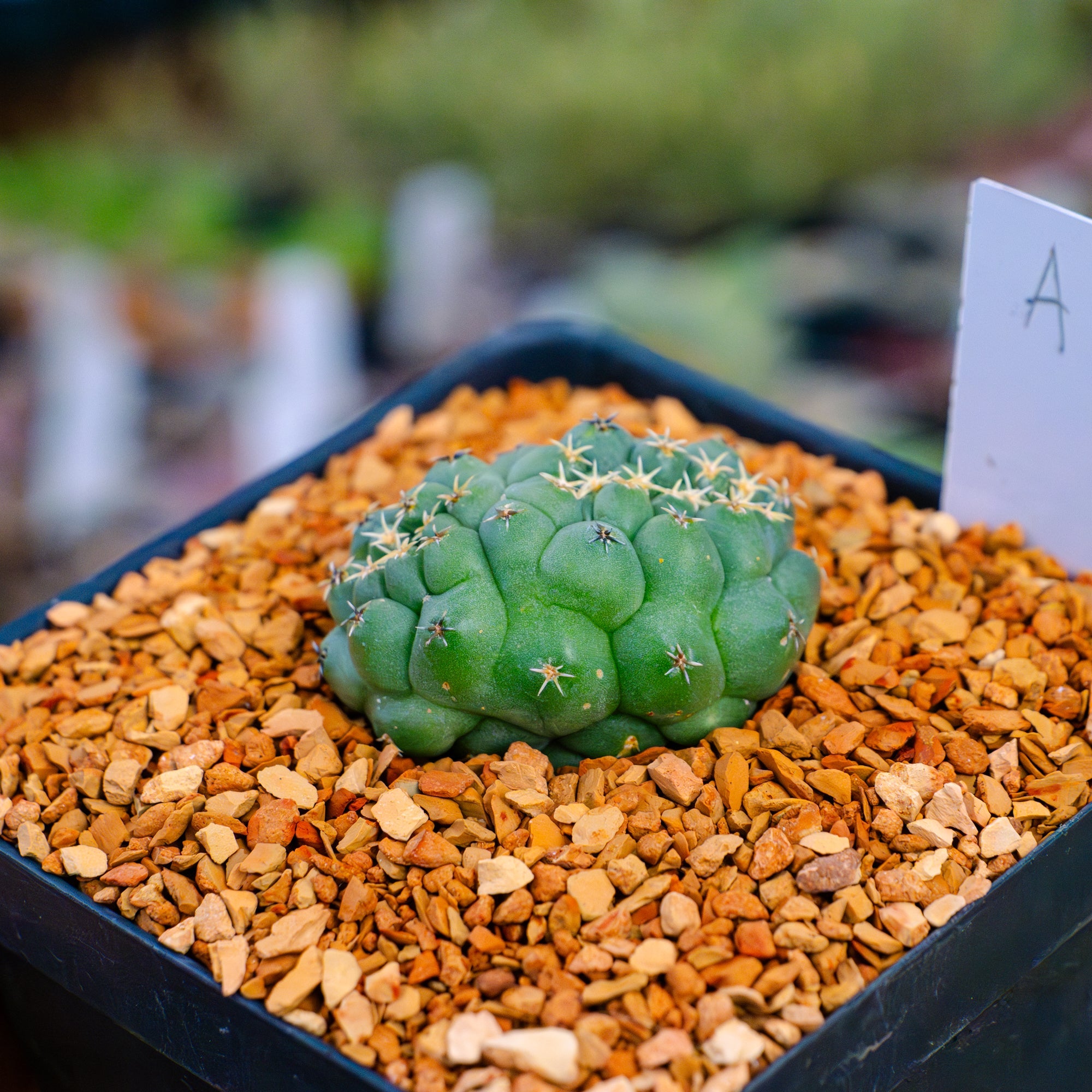 Coryphantha elephantidens f. cristata | One & Only | A - Vivid Root