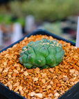 Coryphantha elephantidens f. cristata | One & Only | A - Vivid Root