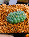 Coryphantha elephantidens f. cristata | One & Only | B - Vivid Root