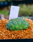 Coryphantha elephantidens f. cristata | One & Only | B - Vivid Root