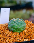 Coryphantha elephantidens f. cristata | One & Only | C - Vivid Root