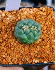 Coryphantha elephantidens f. cristata | One & Only | C - Vivid Root