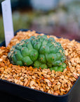 Coryphantha elephantidens f. cristata | One & Only | D - Vivid Root