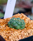 Coryphantha elephantidens f. cristata | One & Only | E - Vivid Root