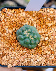 Coryphantha elephantidens f. cristata | One & Only | E - Vivid Root