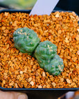 Coryphantha elephantidens f. cristata | One & Only | F - Vivid Root