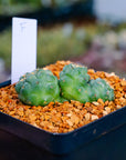 Coryphantha elephantidens f. cristata | One & Only | F - Vivid Root