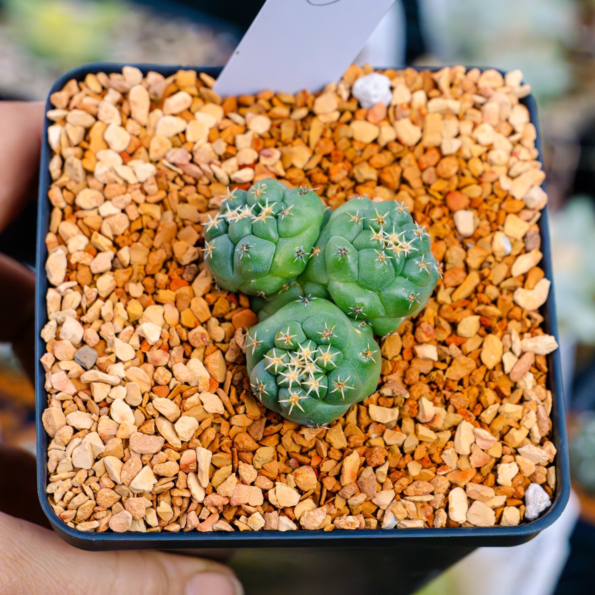 Coryphantha elephantidens f. cristata | One & Only | G - Vivid Root