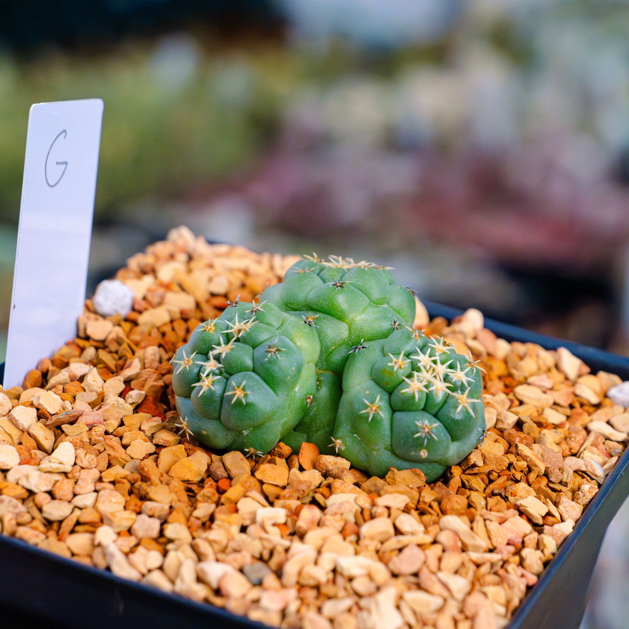 Coryphantha elephantidens f. cristata | One & Only | G - Vivid Root