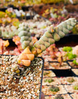 Crassula plegmatoides - Vivid Root
