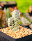 Crassula plegmatoides - Vivid Root