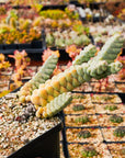 Crassula plegmatoides - Vivid Root