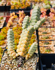 Crassula plegmatoides - Vivid Root