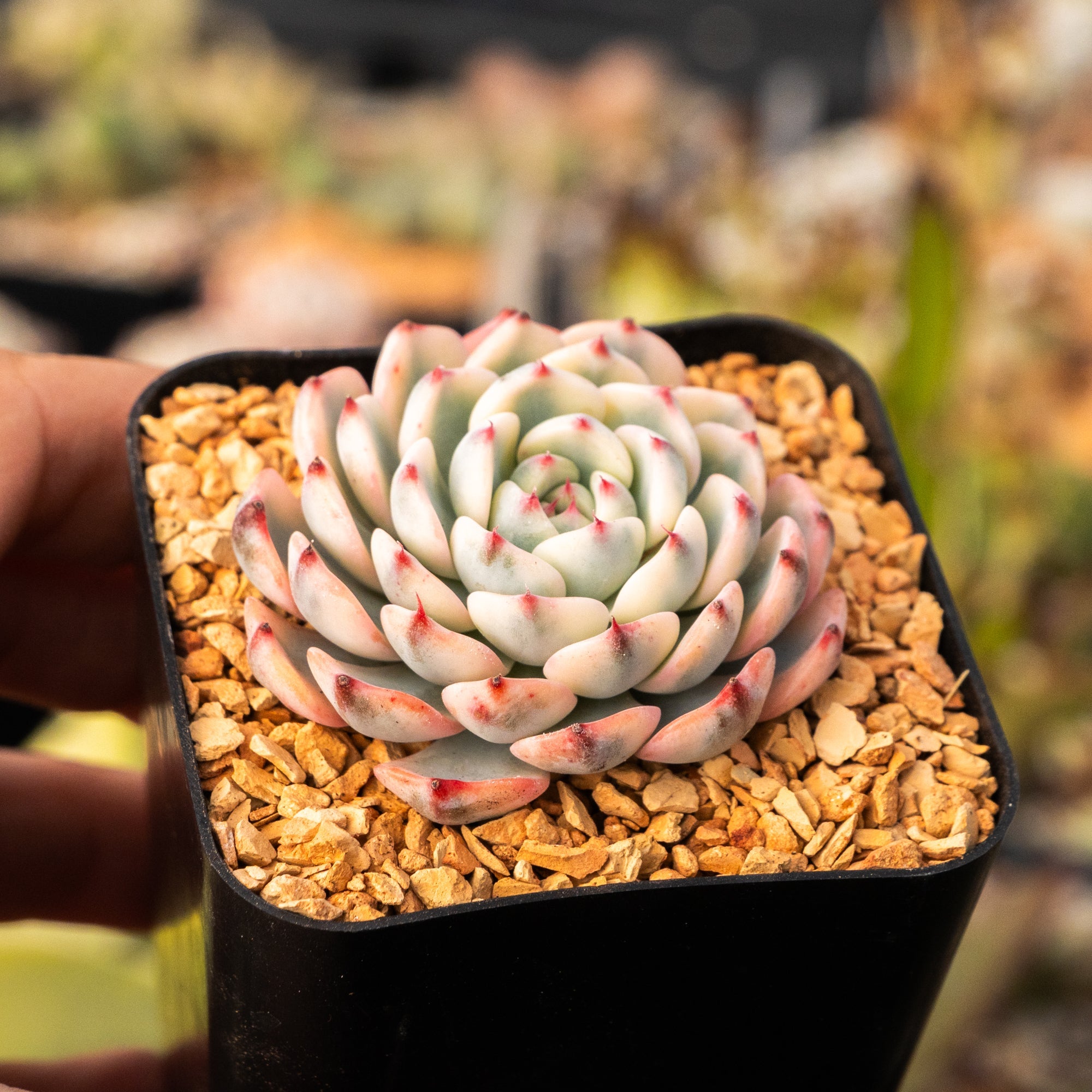 Echeveria blue minima variegated - Vivid Root