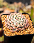 Echeveria blue minima variegated - Vivid Root