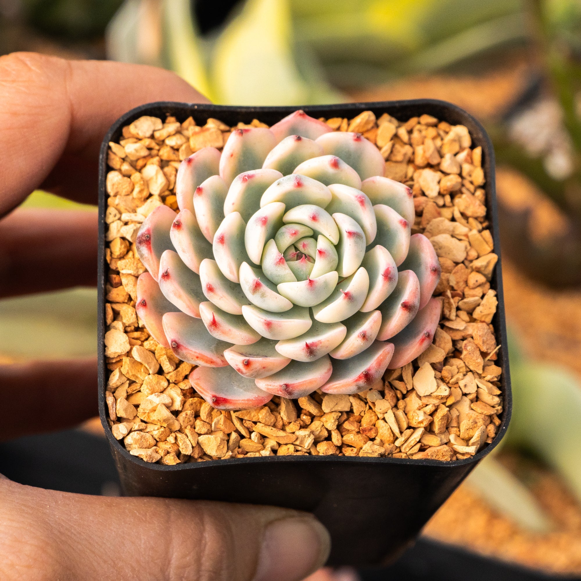 Echeveria blue minima variegated - Vivid Root