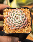 Echeveria blue minima variegated - Vivid Root