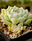 Echeveria elegans 'Alba' - Vivid Root