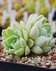 Echeveria elegans 'Alba' - Vivid Root