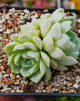 Echeveria elegans 'Alba' - Vivid Root