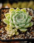 Echeveria elegans 'Alba' - Vivid Root